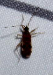Ozophora picturata