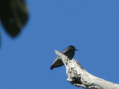 Chelidoptera tenebrosa