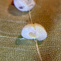 Caryomyia persicoides