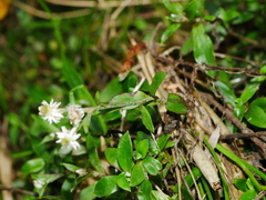 Anaphalioides trinervis