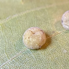 Caryomyia persicoides