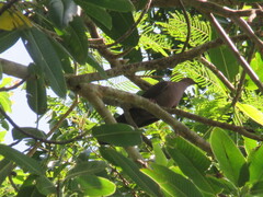 Patagioenas subvinacea