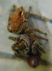 Evarcha falcata