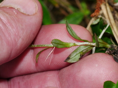 Anaphalioides trinervis