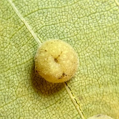 Caryomyia persicoides