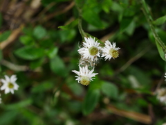 Anaphalioides trinervis