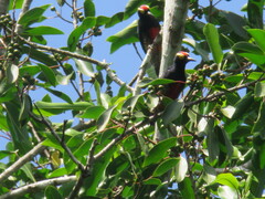 Melanerpes cruentatus