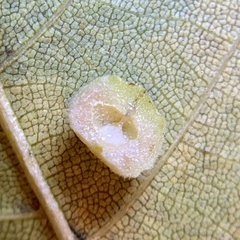 Caryomyia persicoides