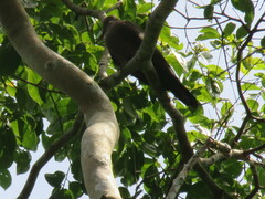 Patagioenas plumbea