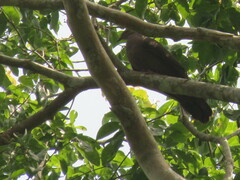 Patagioenas plumbea