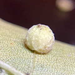 Caryomyia persicoides