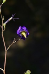Conanthera bifolia