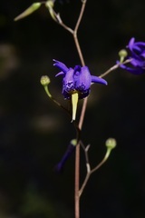 Conanthera bifolia