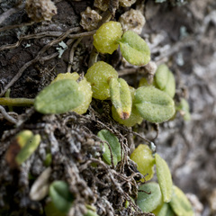 Bulbophyllum pygmaeum
