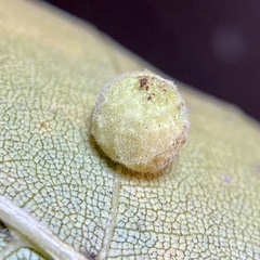Caryomyia persicoides