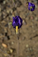 Conanthera bifolia