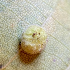 Caryomyia persicoides