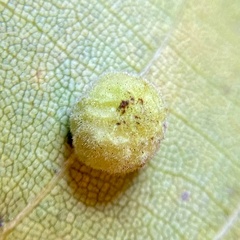 Caryomyia persicoides