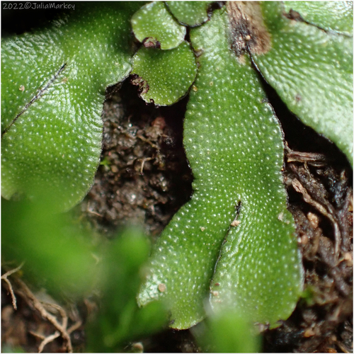 Targionia hypophylla