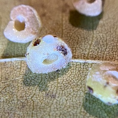 Caryomyia persicoides