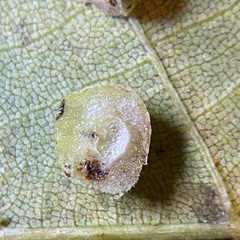 Caryomyia persicoides