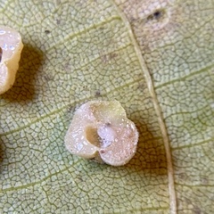 Caryomyia persicoides