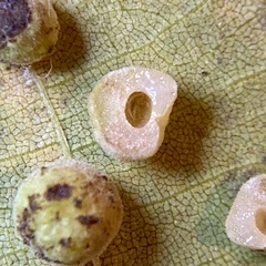 Caryomyia persicoides