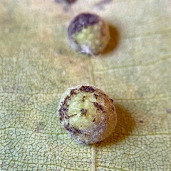 Caryomyia persicoides