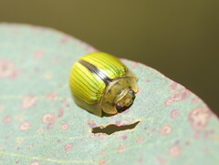 Paropsisterna hectica