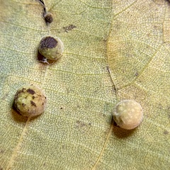 Caryomyia persicoides