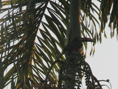 Pteroglossus castanotis