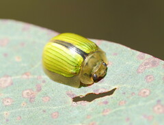 Paropsisterna hectica