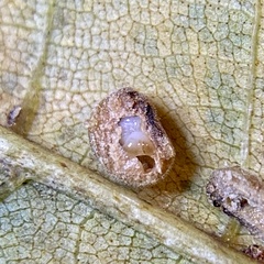Caryomyia persicoides