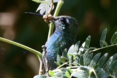Riccordia ricordii