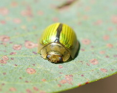 Paropsisterna hectica