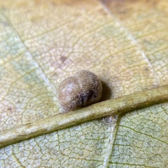 Caryomyia persicoides