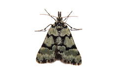 Dichromodes gypsotis