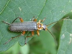 Cantharis nigricans
