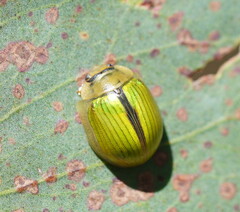 Paropsisterna hectica
