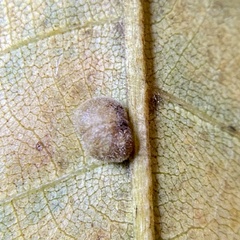 Caryomyia persicoides