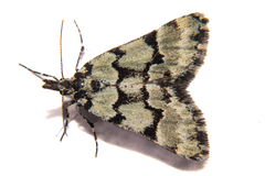 Dichromodes gypsotis