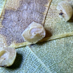 Caryomyia persicoides