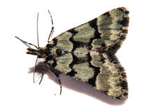 Dichromodes gypsotis