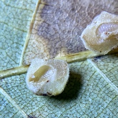 Caryomyia persicoides