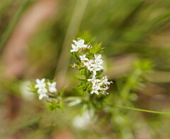 Asperula conferta