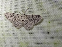 Hymenomima umbelularia