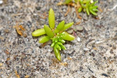 Batis maritima