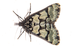 Dichromodes gypsotis