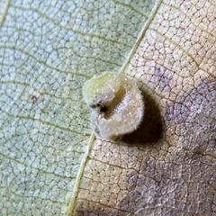 Caryomyia persicoides