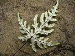 Aleuritopteris argentea